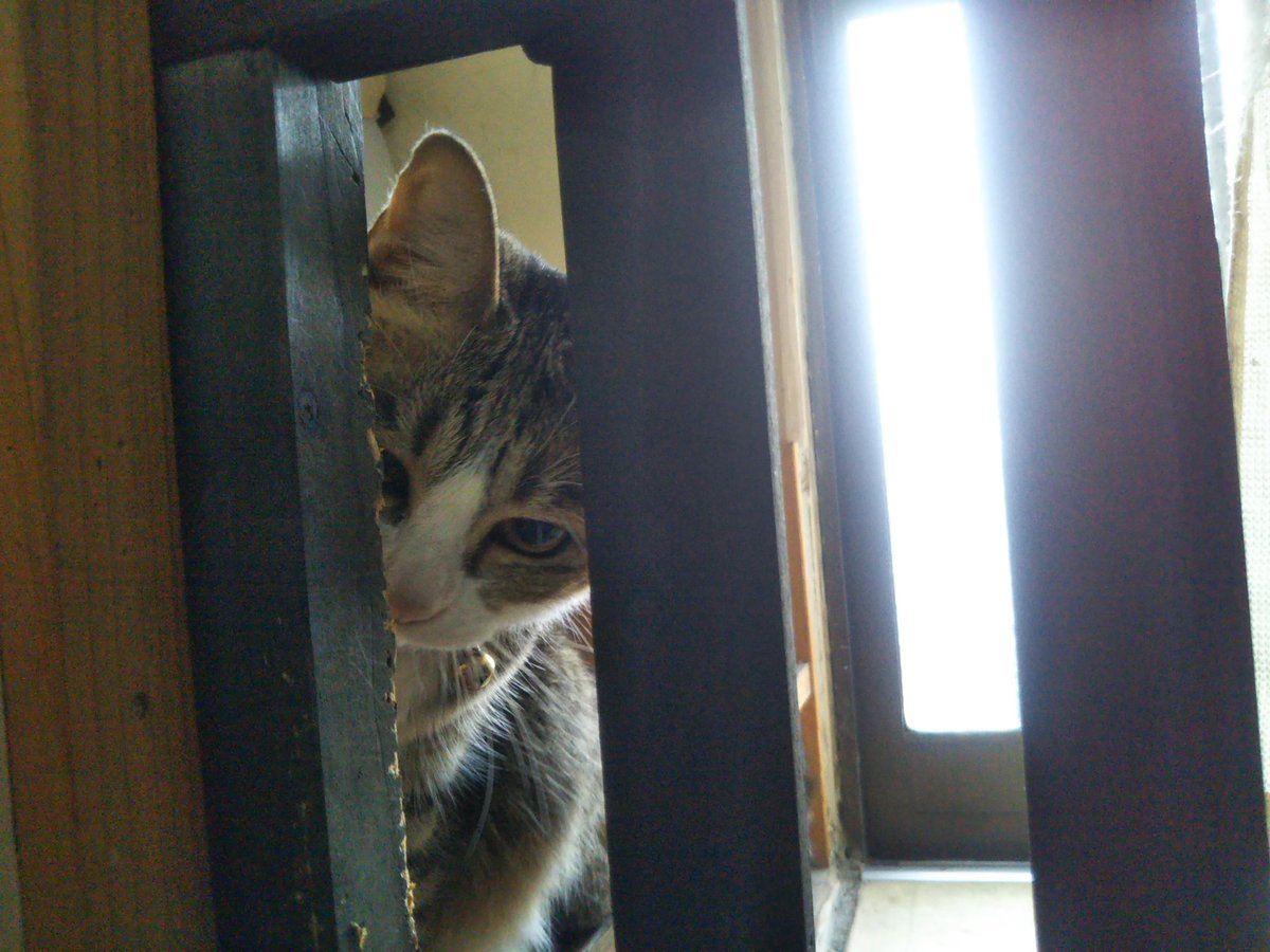Miyata みやちか 愛猫 うめちゃん Pa Twitter もーいいかーい まぁーだだよー あたしは脱走の名人 Fwf じゃないよヽ D ノ 今日病院いくっていったじゃん お外危ないんだから でも呼んだら出てくるおりこうさんなのですぐに確保 病院行くぞい 猫 脱走猫
