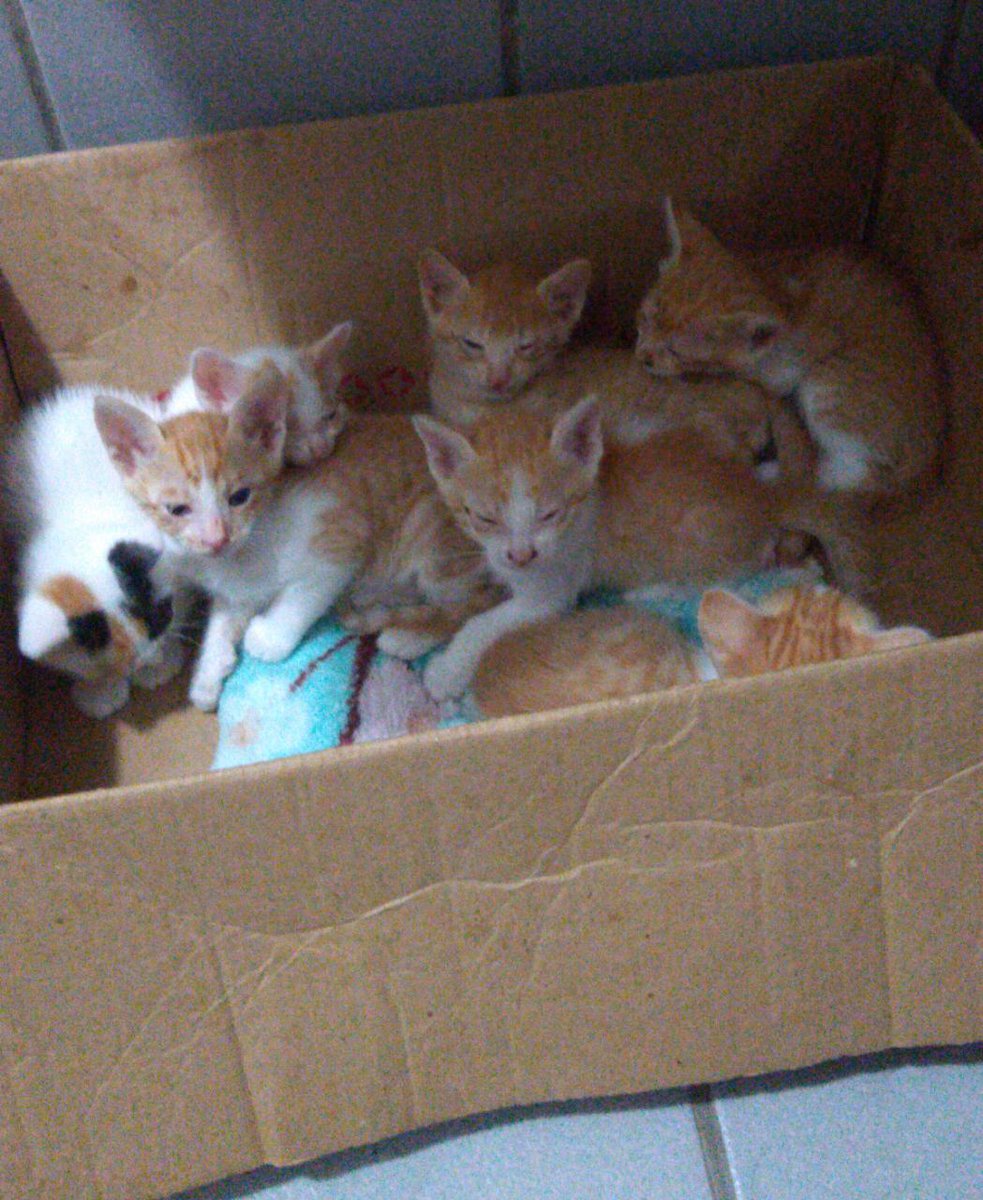 brunasdesouza's tweet photo. Gente de #Recife e região, uma menina chamada Nathália encontrou esses filhotinhos de #gato no lixo. Ela os pegou e levou para casa, mas não tem como ficar com eles, por isso procura por futuras famílias dessas coisinhas fofas. 

Contato dela pelo Instagram: nathybsantos_ https://t.co/jBdjz03QDy