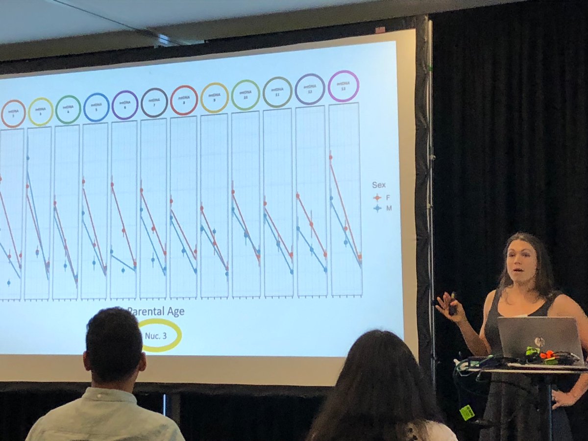 BBM_Wong's tweet image. @RKochAdrian delivering a fascinating talk on mitochondrial genetics, mother’s curse and climbing performance in fruit flies. #AES19 #MonashEvolution @MonashBiol
