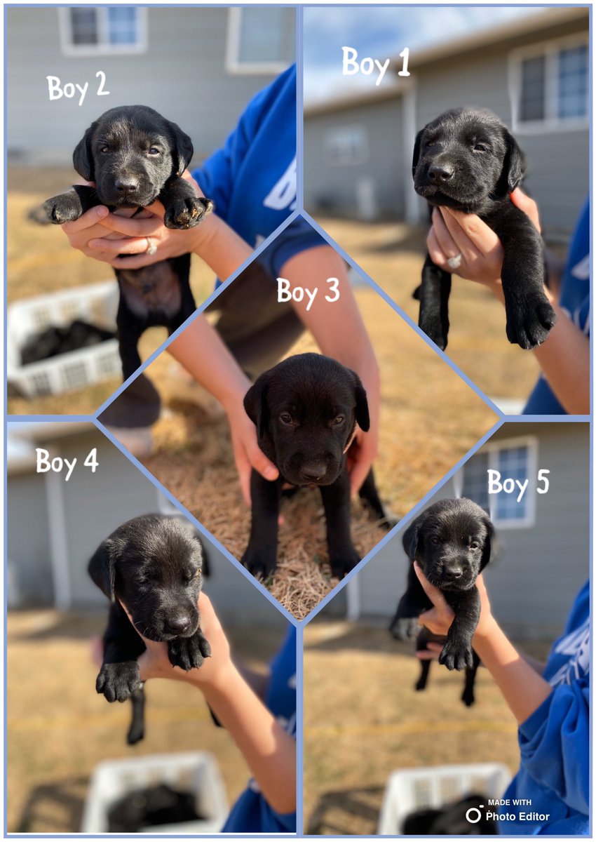 Orioles_9's tweet photo. Full blooded lab Puppies ready December 22. Message me if interested, $350 with $100 deposit https://t.co/fuTuRiPWkt