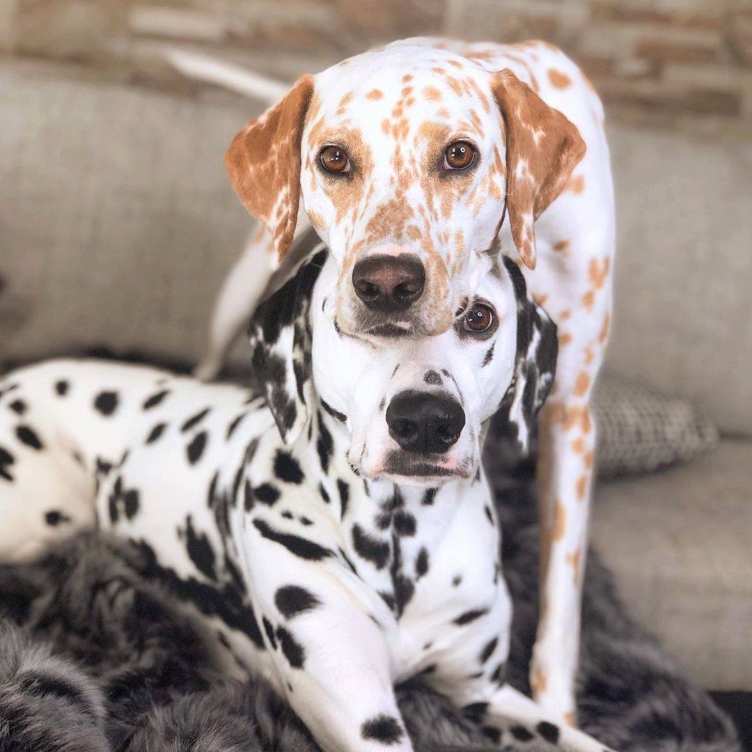 LOOK at these Dalmatians! 
