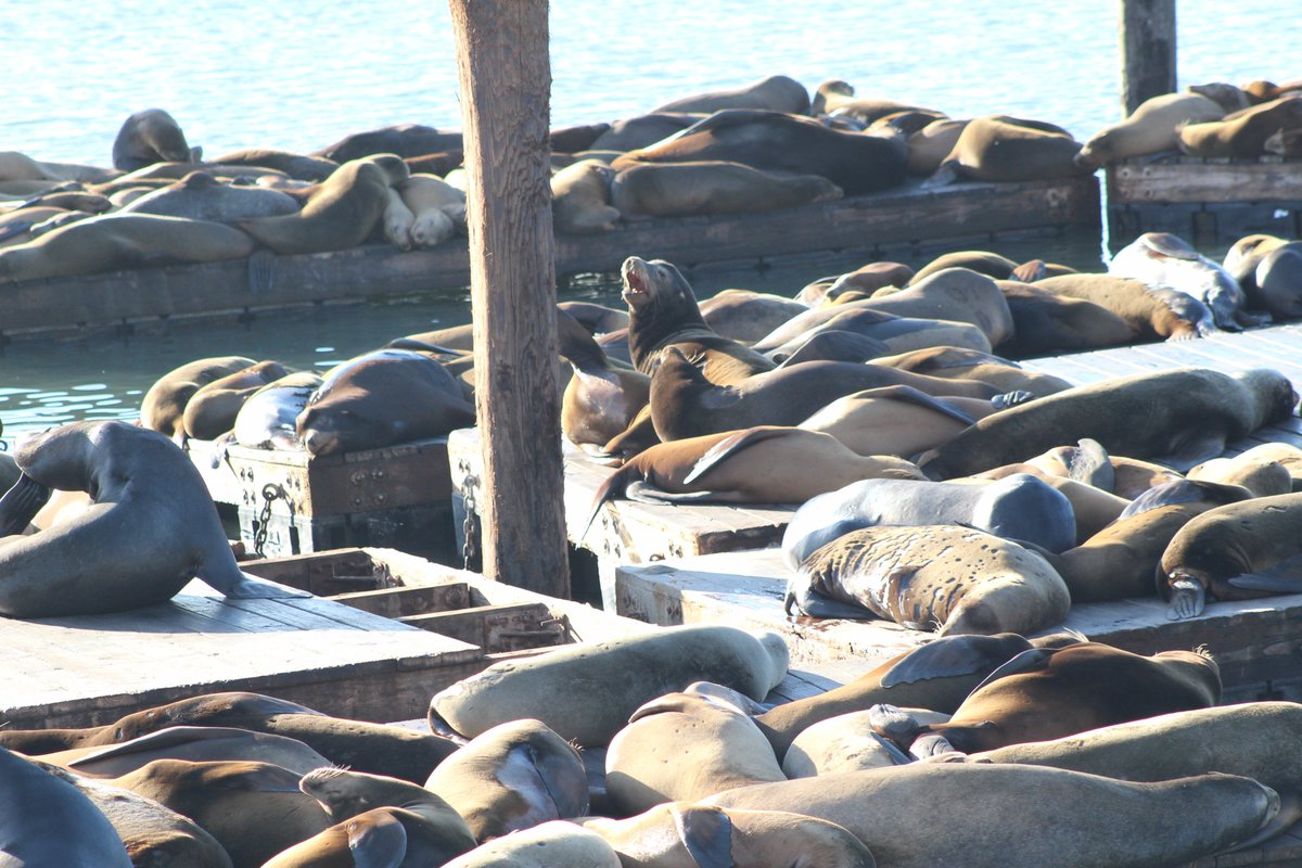 California Sea Lions (Zalophus californianus) on Pier-39's K-Dock! All of these are males, the females are down at the Channel Islands to raise their babies! Took a moment on 11/24/2019 to photograph these lads.  #mammalwatching