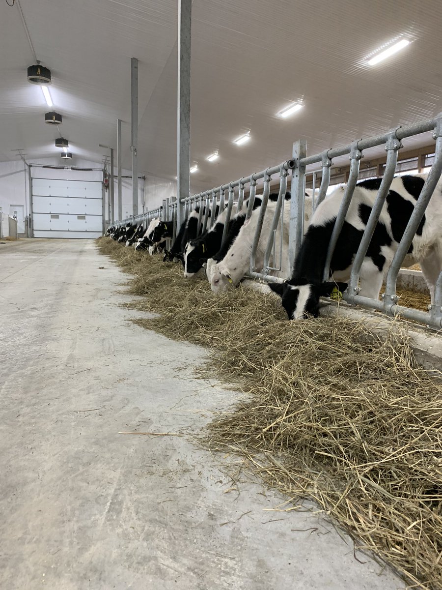 PerryLos3's tweet image. Heifers seem to be enjoying their new living conditions