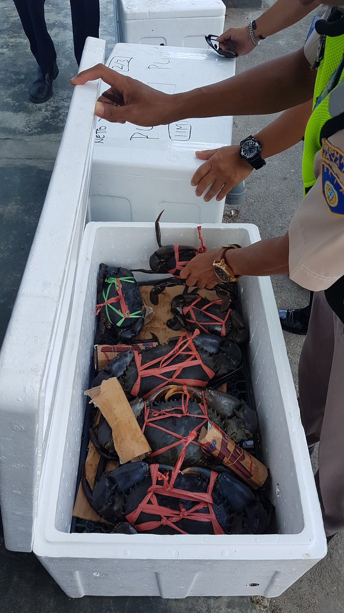WilkerBiak's tweet photo. Pemeriksaan Media Pembawa Kepiting Bakau 75 ekor 3 Box milik Syamsuddin B Biak tujuan Ziyang PLI Jakarta 
@BKIPMJayapura @HumasBKIPM @BKIPMJakartaI https://t.co/027sVrkPnZ