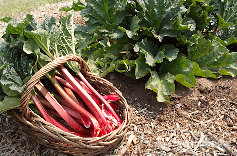 Alberta Farm Fresh tweet media