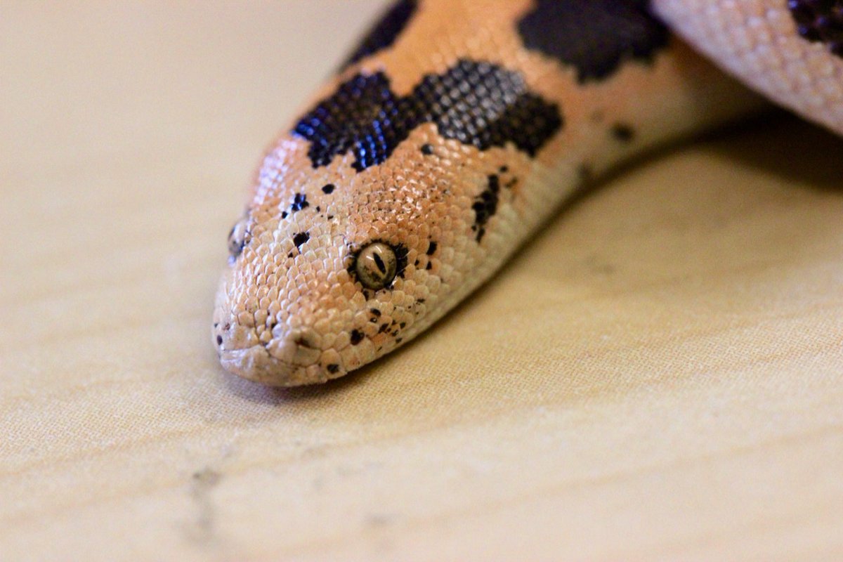 markowenmartin's tweet photo. Baby Carl has his eye on you. Always. And again, his eye makeup is decidedly on fleek.
#DailyCarl #EmotionalSupportSnake #WoeseIsMe #GoodSnakeCarl #KenyanSandBoa https://t.co/D9eB9dl8E3
