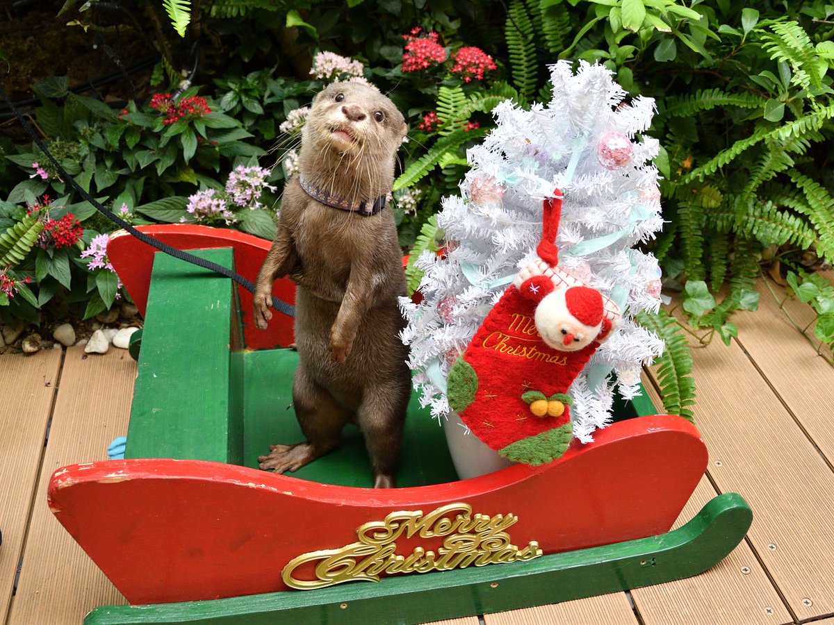 サンシャイン水族館 ゚ サンシャイン水族館 の クリスマス ゚ ゚ サンタ に扮したダイバーが登場する サンタダイブ やクリスマスらしい生き物を展示している特設水槽など見どころが盛りだくさん さらに日時限定で アシカ によるツリー点灯 サンシャイン水族館 ゚ サンシャイン水族館 の クリスマス ゚ ゚ サンタ に扮したダイバーが登場する サンタダイブ やクリスマスらしい生き物を展示している特設水槽など見どころが盛りだくさん さらに日時限定で アシカ によるツリー点灯