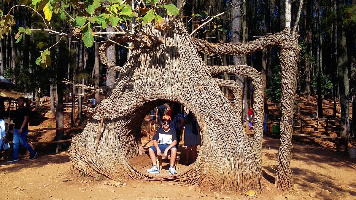 amed_pool's tweet photo. Pinus Pengger Yogyakarta. #hutanpinus #pinuspenggeryogyakarta https://t.co/IgCtO0Fg2g