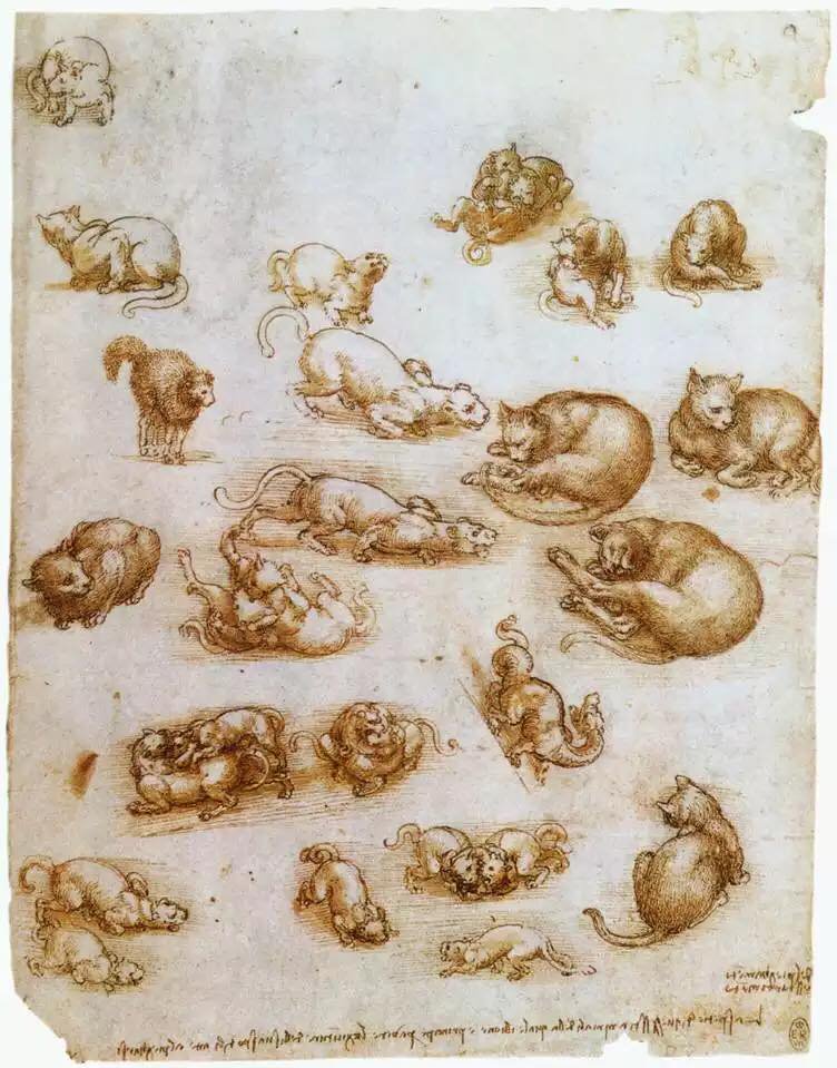 Leonardo Da Vinci, Study sheet with cats, dragon and other animals, 1513-15. Pen, ink, black chalk on paper