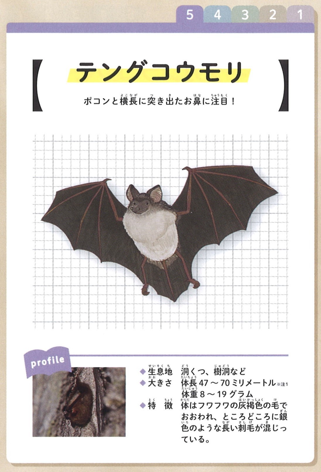 龍泉洞 Twitterissa 冬は龍泉洞でコウモリを間近で見るチャンスです こちらのふわふわコウモリは おそらく テングコウモリです 岩の隙間 で寝ていることの多いコウモリなので写真のように見やすい場所にいるのは龍泉洞では珍しいかもしれません 龍泉洞 Twitterissa 冬は龍泉洞でコウモリを間近で見るチャンスです こちらのふわふわコウモリは おそらく テングコウモリです 岩の隙間 で寝ていることの多いコウモリなので写真のように見やすい場所にいるのは龍泉洞では珍しいかもしれません