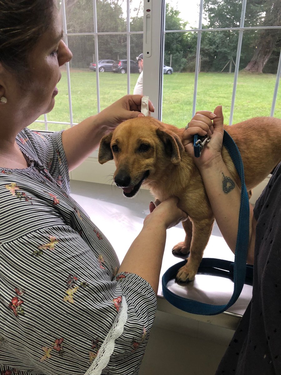pdevillegas's tweet photo. Ginger fue atendida por la veterinaria y ya esta recuperandose, muy bien por Ginger!! https://t.co/OXuKfQcGPV