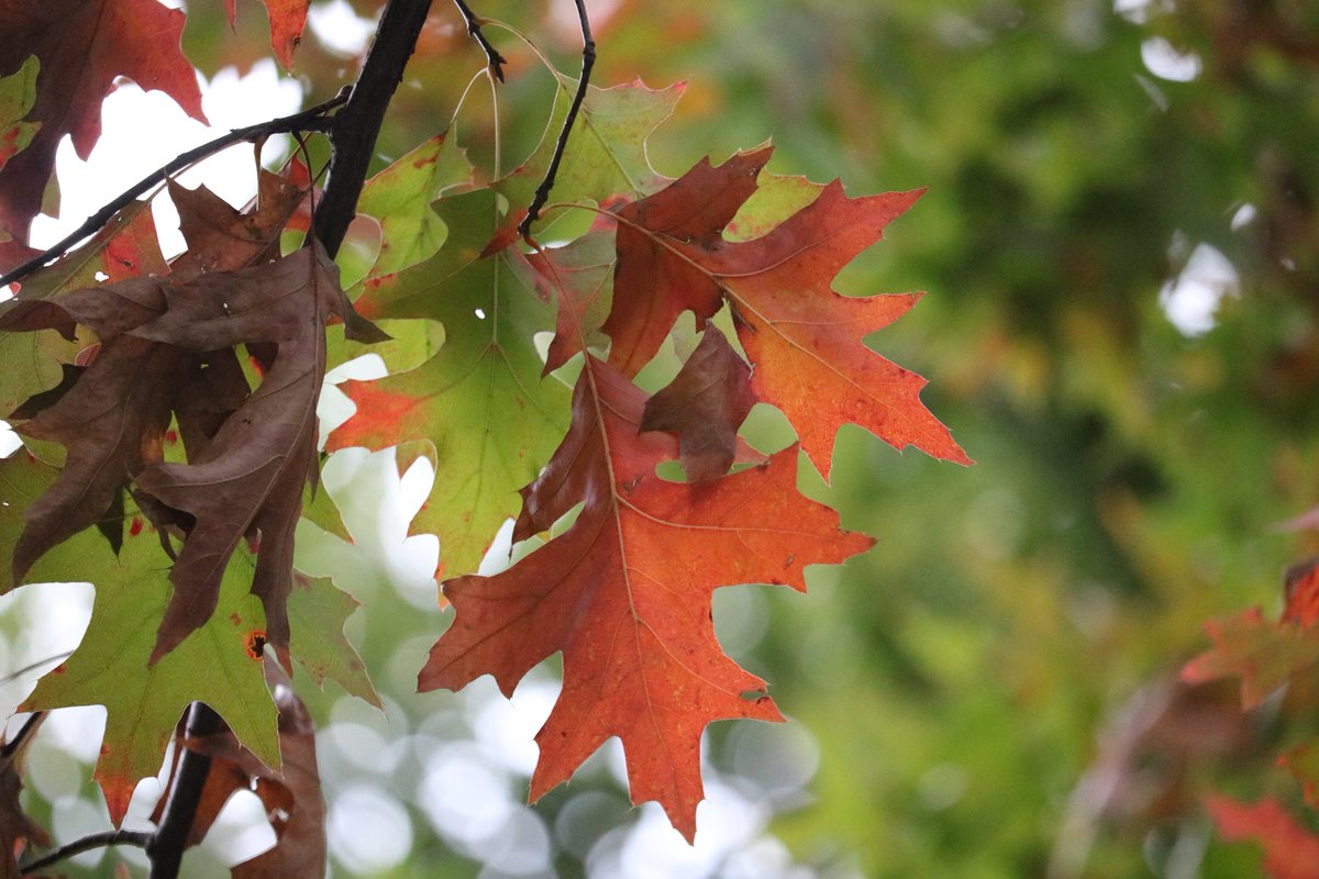 紅葉の葉っぱ色々