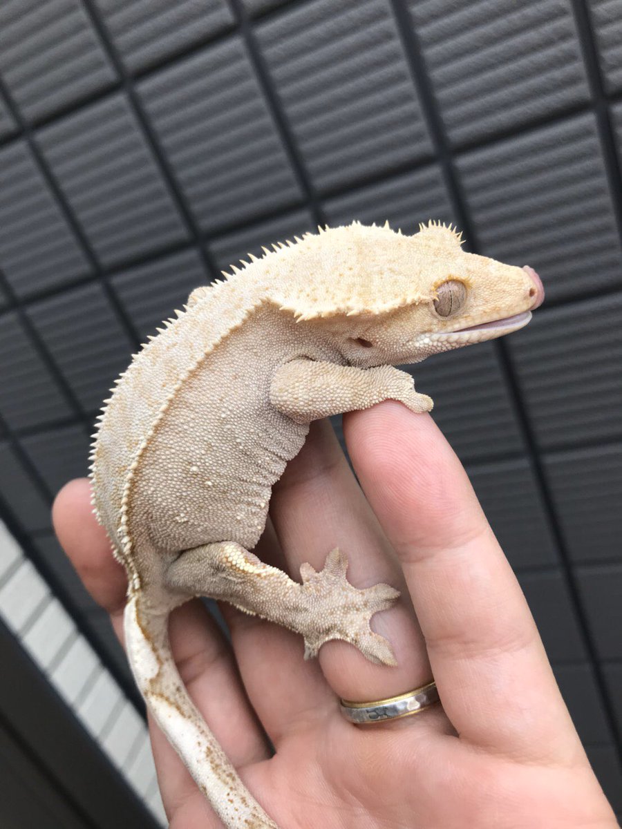 かずのこふぁーむ 白い 白い 白すぎるよー 神々しいクリームホワイトクレス なかなかここまで白い個体は見れませんよ て ただのレッドの退色時なんですけどね 2枚目のレッドが同日の同一個体ね 紅白クレスですね 歳とるとどちらかに