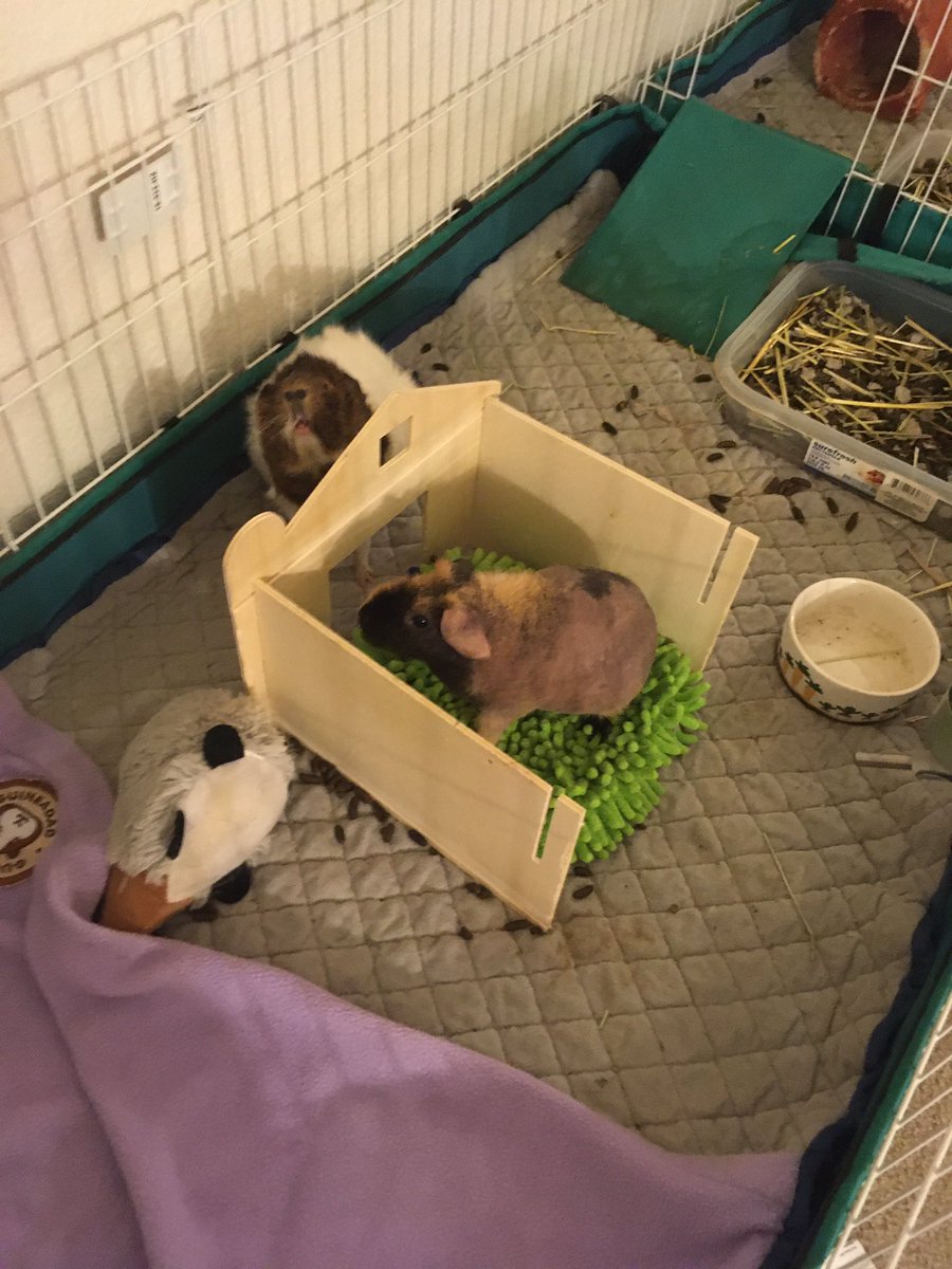 Pancake and I hanging out on a Monday night. #guineapig #skinnypig