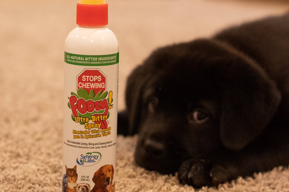Sarah Strimpel (@sarahstrimpel) on Twitter photo Hey <a href="/SynergyLabs/">SynergyLabs</a>, can this be put into an industrial sized sprayer to douse every surface in the house? Asking for a friend. 😜 Hey <a href="/SynergyLabs/">SynergyLabs</a>, can this be put into an industrial sized sprayer to douse every surface in the house? Asking for a friend. 😜