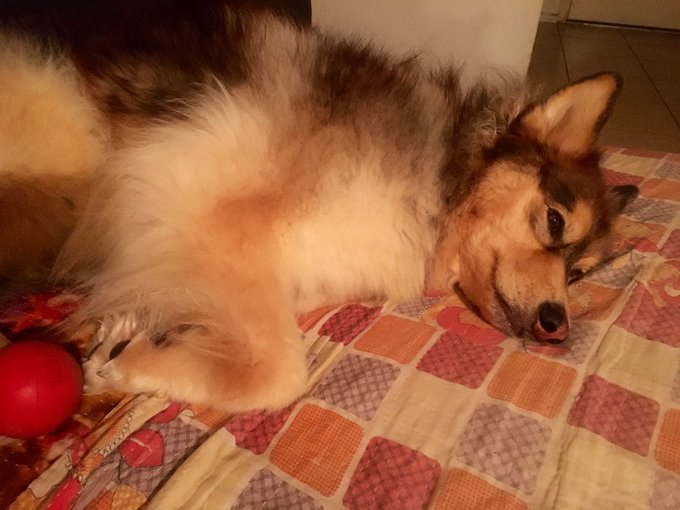 Cute puppy pics, send money https://t.co/EcFagArIIX https://t.co/fv1VMXewR4<a href="/tag/mvsales"class="tags"><span>#mvsales</span></a>