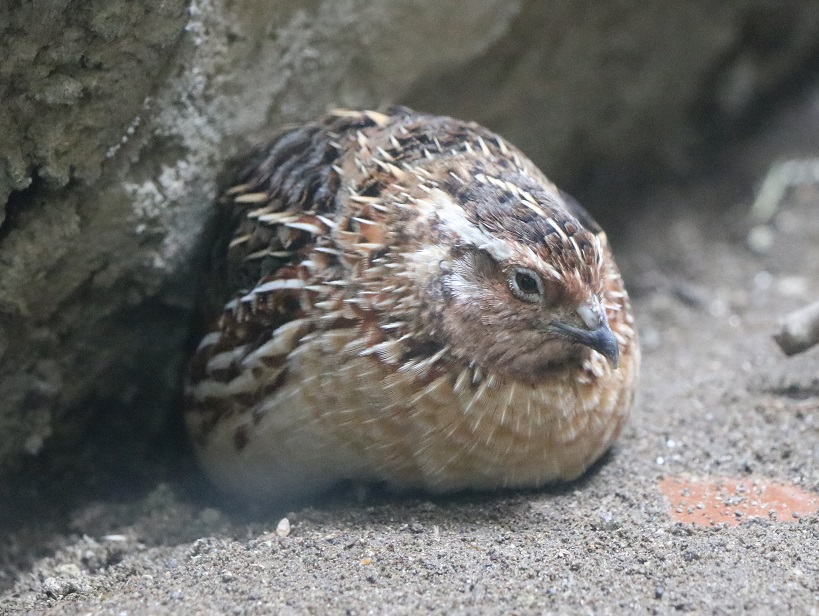 上野動物園 公式 Twitterissa 小さく丸々とした体つきの ウズラ とても飛べるようには見えないかもしれませんが 実は渡り鳥です しかし野生のウズラは絶滅危惧種に指定されるほど数が減ってしまっているため 野外でこの鳥を見ること自体がとても難しくなってい