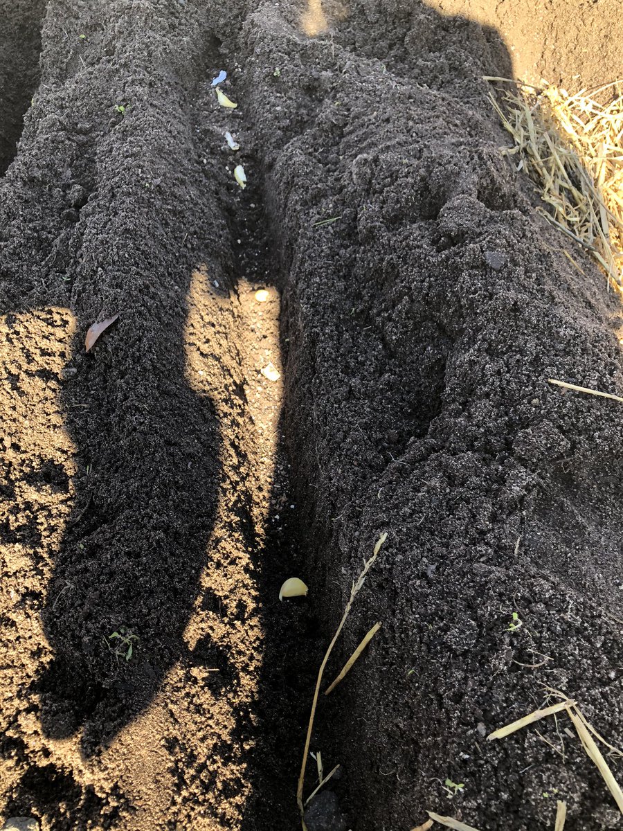 MCreechDFES's tweet photo. Planted garlic in “trenches” today! https://t.co/PPIeZjAZuv