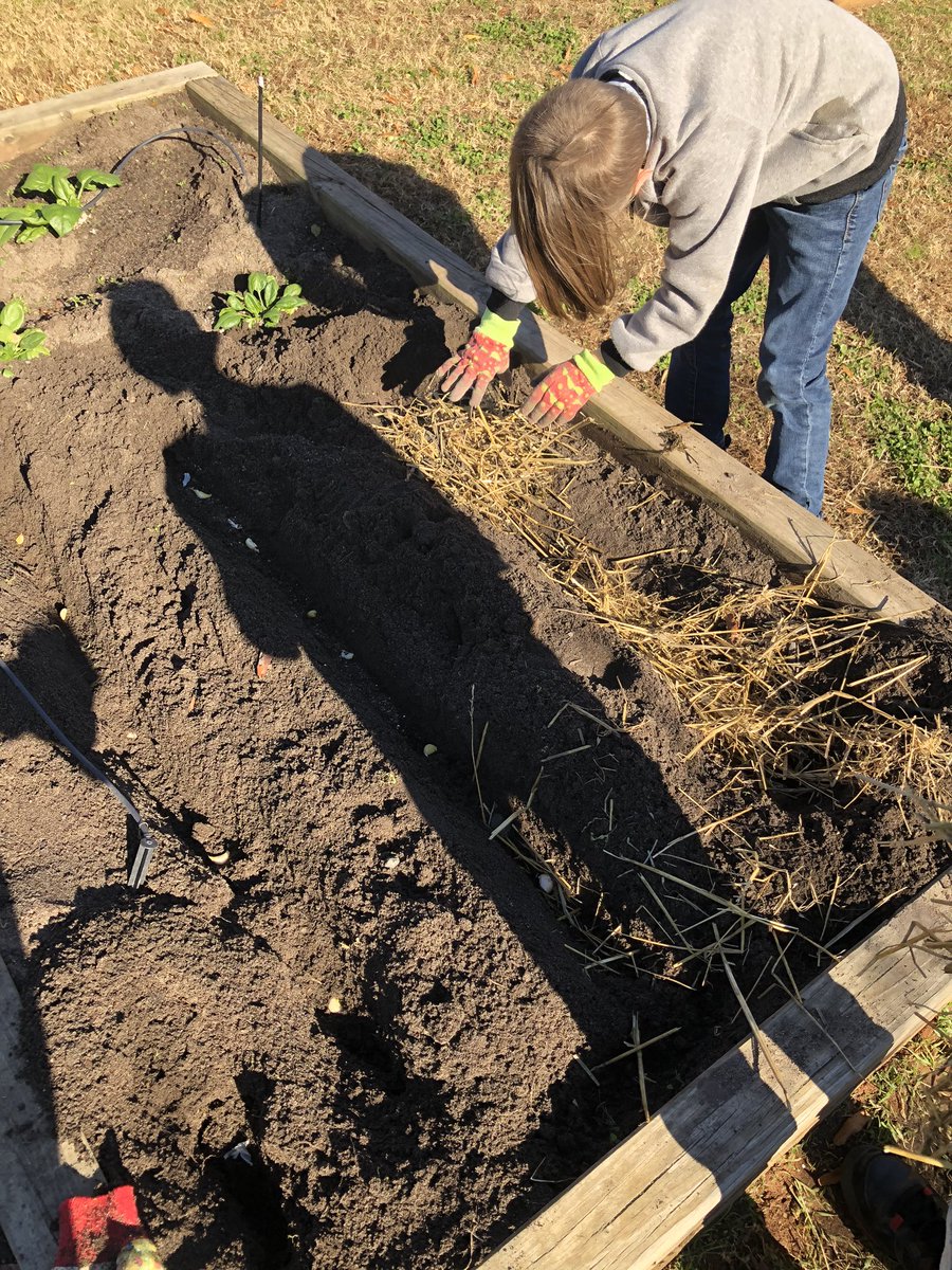 MCreechDFES's tweet photo. Planted garlic in “trenches” today! https://t.co/PPIeZjAZuv
