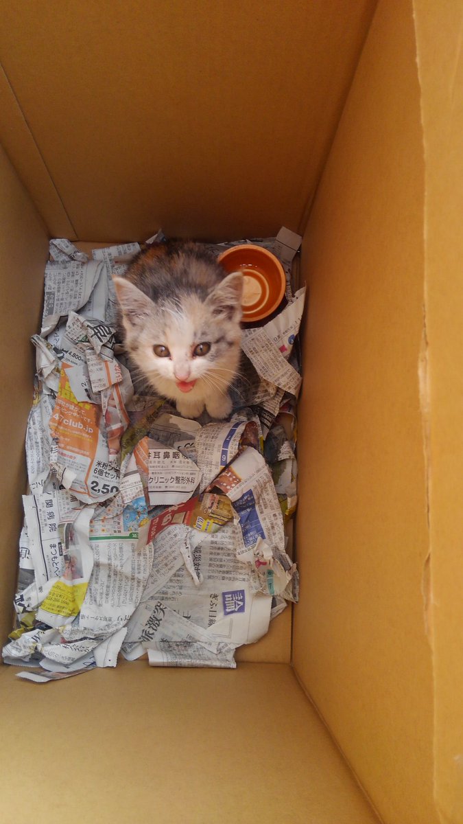 osakana0328's tweet photo. 連れて帰りたいけど･･･猫アレルギー😢
良い飼い主が見つかりますように‼

岐阜県関市のスーパー三心の前に居ます‼ https://t.co/WTkvQ8v649