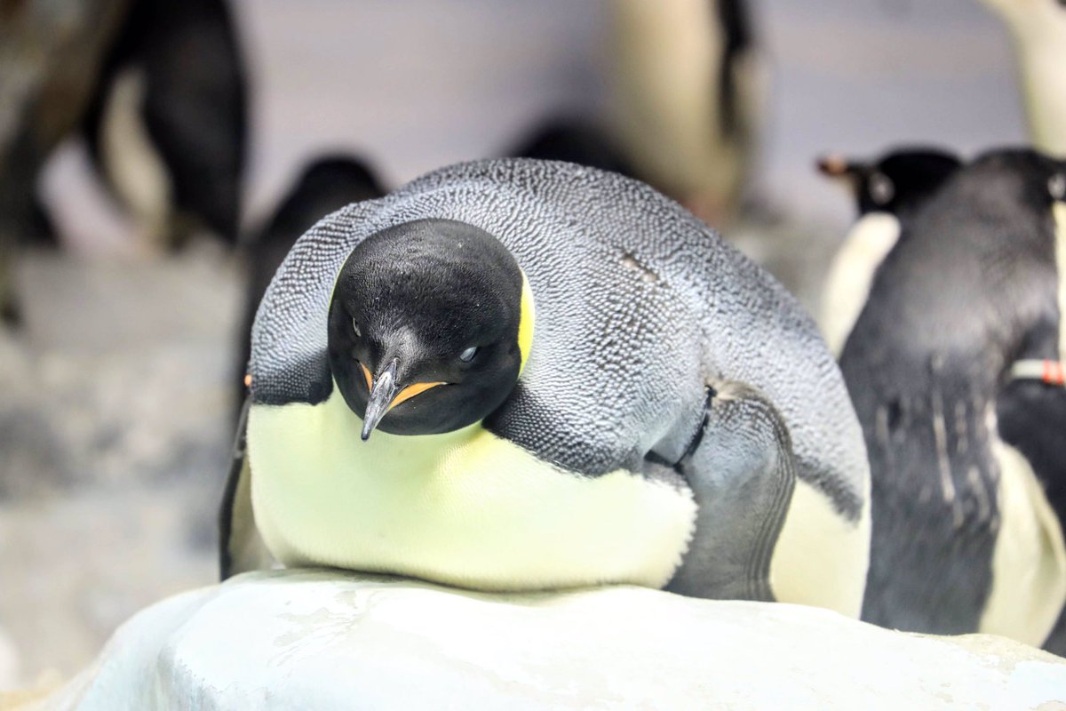 ベスト名古屋港水族館 皇帝ペンギン 最高の花の画像