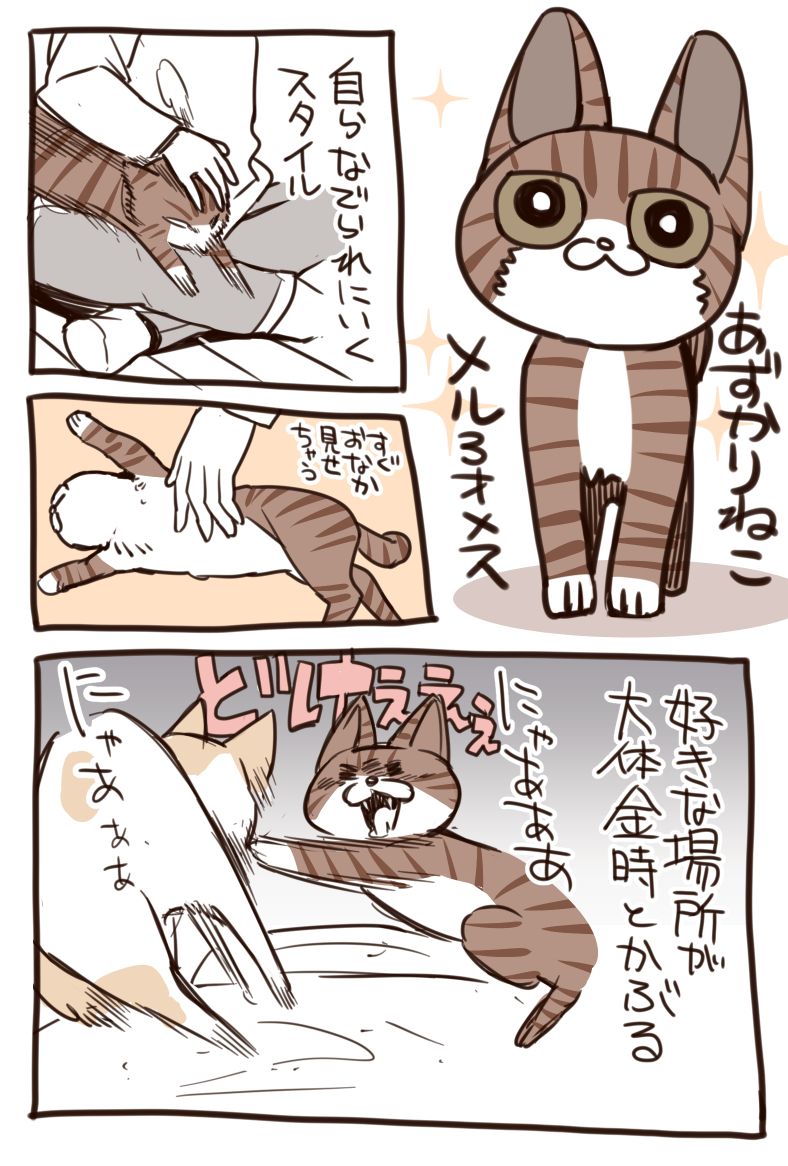 新たな同居猫さんたちをご紹介☆さらに賑やかになりました!(ロッサリ) #もち工房 