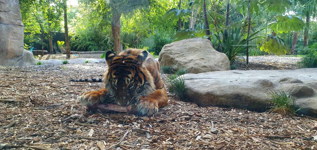 TeamSubnet's tweet photo. A Big Thank You! to the 100 people that came and celebrated another year with Subnet at the @Adelaidezoo on Friday night to watch the Tiger Feeding. Special Thanks to our partners on the night @FortinetANZ and @nutanix

#Subnetfamily #teamsubnet https://t.co/bQOtEY6XSl