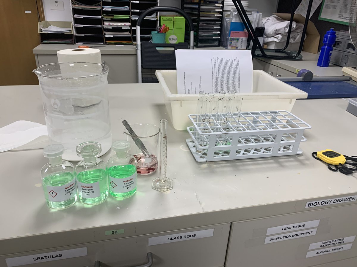 BeckRSaunders's tweet image. Investigating the affect of detergent on cell membranes #Year12 #Biology #TransitionProgram