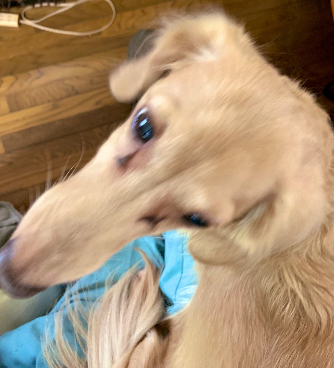 獜 りん 犬が元気いっぱいな様子を表す漢字があって犬好き歓喜 犬の首輪の鈴が鳴るのが変化して などの補足も Togetter 獜 りん 犬が元気いっぱいな様子を表す漢字があって犬好き歓喜 犬の首輪の鈴が鳴るのが変化して などの補足も Togetter