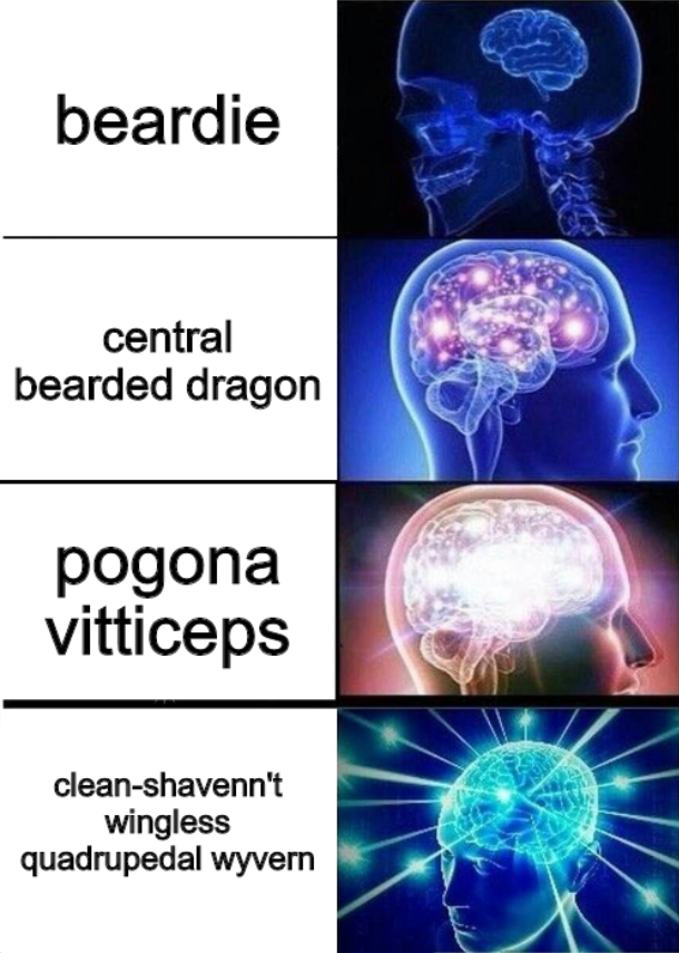 emorythebeardie's tweet photo. #brainmeme #expandingbrain #expandingbrainmeme #galaxybrain #yesnt #beardeddragon #beardie https://t.co/u2DyHtweG7