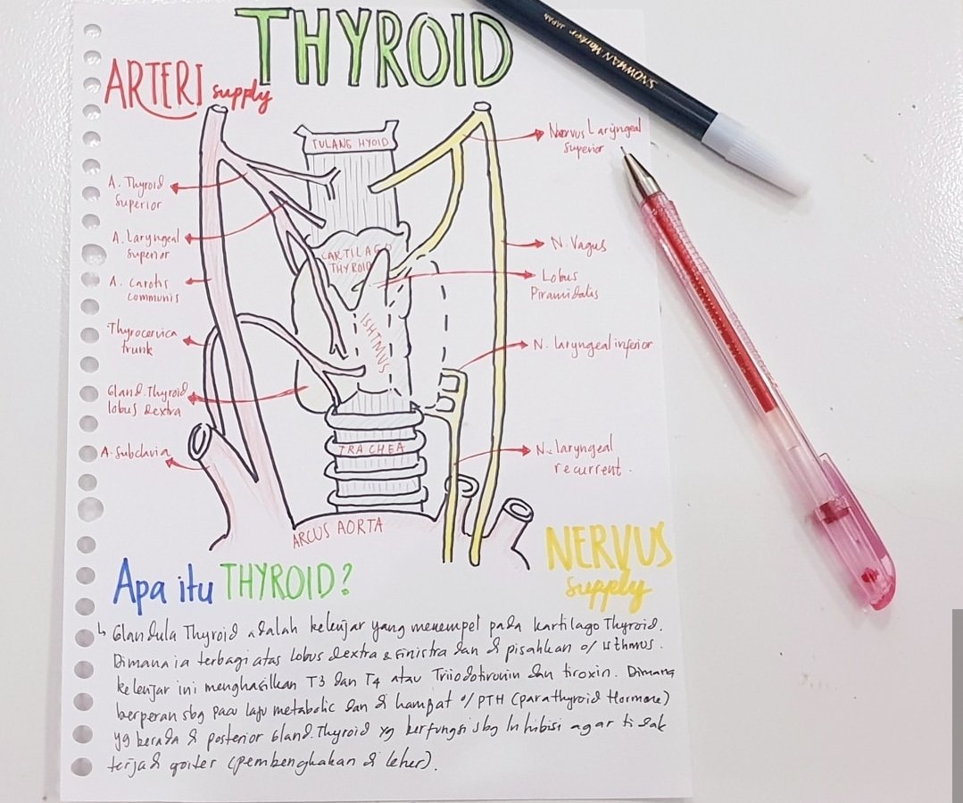 tacyyaa's tweet image. What&apos;s a thyroid gland?
Thyroid gland is a endocrine system who that upgrade ur metabolic basal. It&apos;s makes 2 hormone who will be secreted into ur blood. There&apos;s tiroxin and triiodotironin.
#medicalnote #MedicalStudent