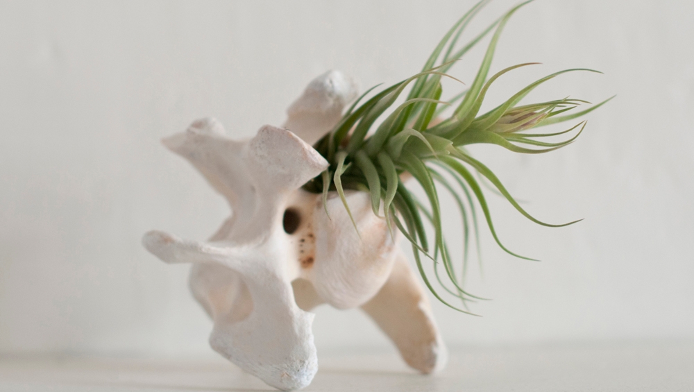 We think animal bones make great homes for air plants! Repurposing and recycling aligns with our values of sustainability and eco-consiousness here at Prismatic Gardens. This is a great way of bringing new 'life' to discarded organic remnants. #prismaticgardens
