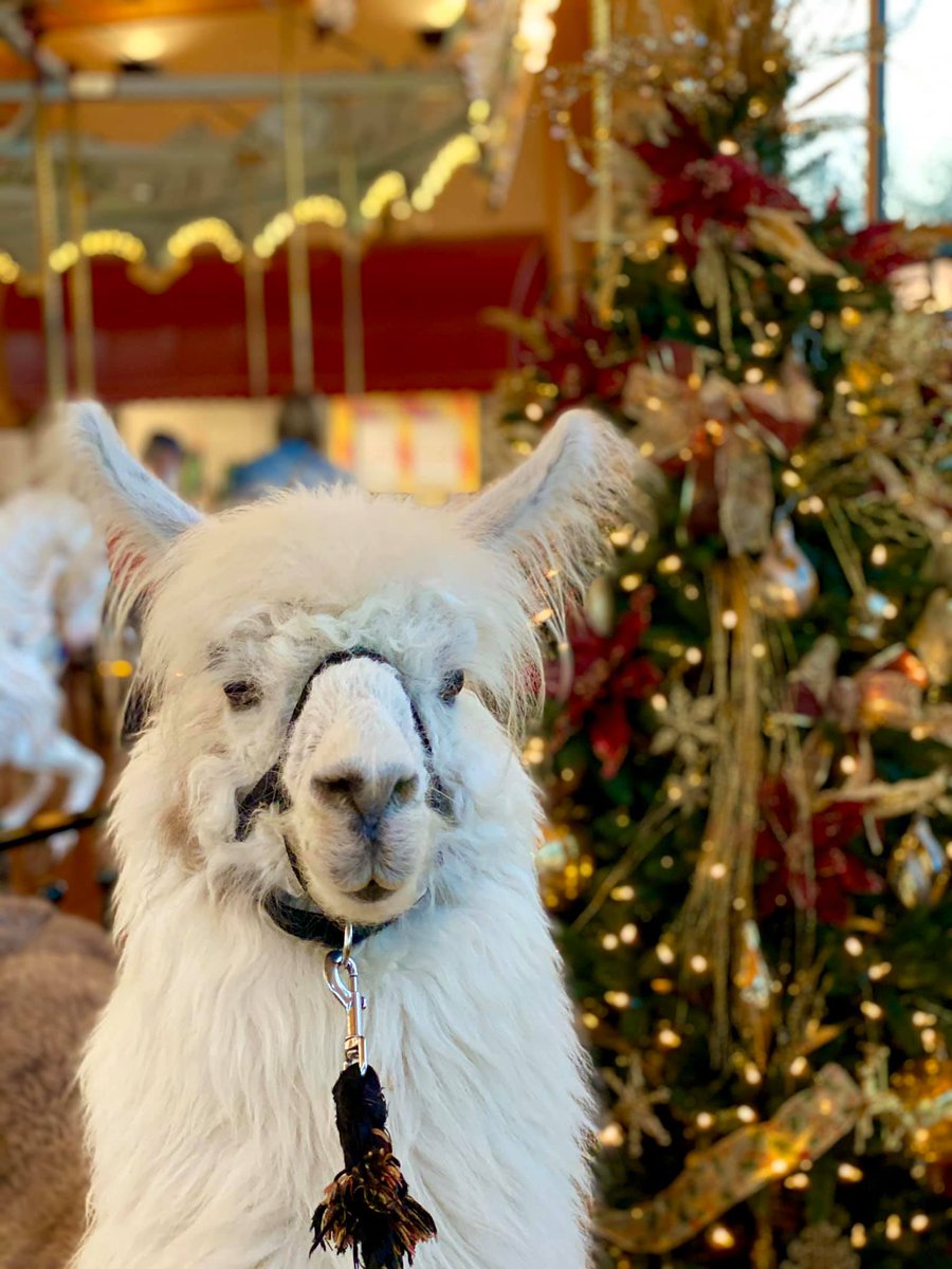 MsArielKnox's tweet photo. #llamalert - help us spread the word to Clackamas folks that Caesar's coming to town! We're teaming up with @KGWNews for a Toy Drive!
#SharingIsCaring #GivingIsGoodForTheSoul #KGWGreatToyDrive #Imwiththellama #caesarcares
More info can be found here: https://t.co/YDMYGCyArk https://t.co/fdjyM3zGck