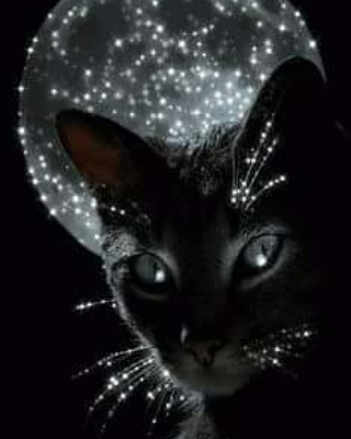Janine 🌸 Purrfectly Pink (@purrfect_pink) on Twitter photo 