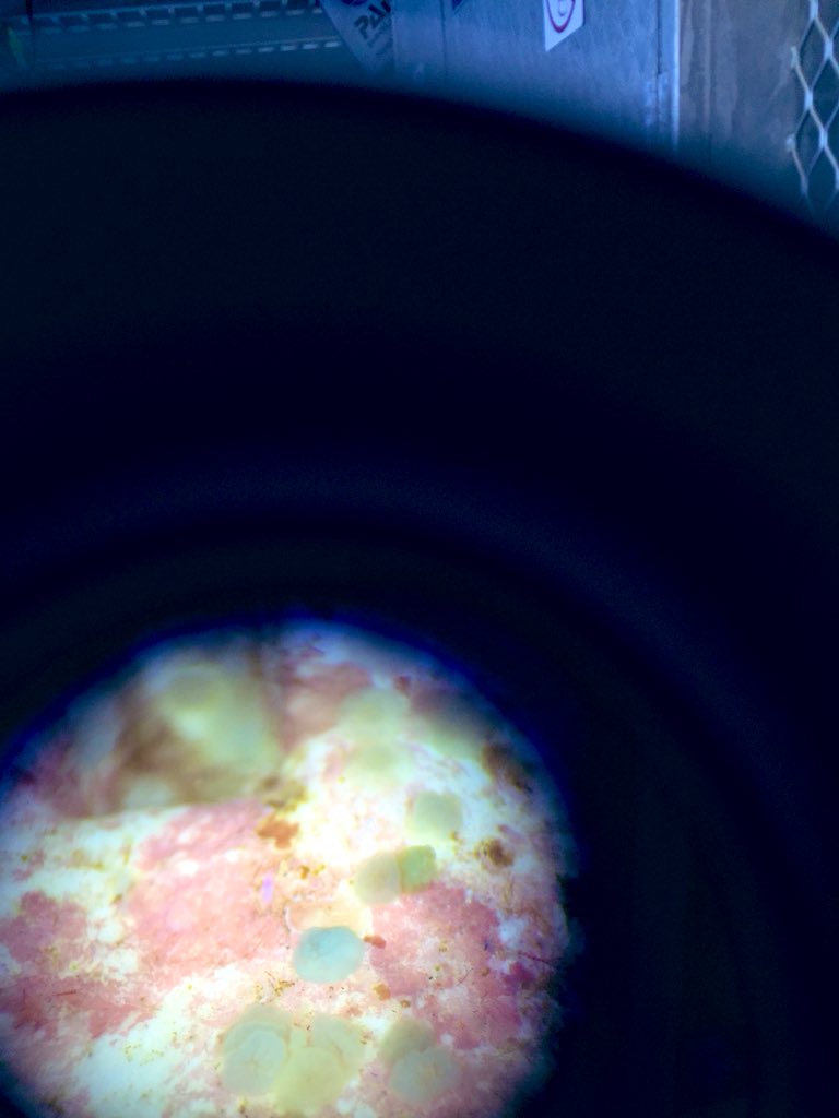 Dr. Nadine Boulotte (@nadineboulotte) on Twitter photo Last day onboard <a href="/aroonaboat/">Aroona Charters GBR</a> counting our recruits from the experimental tiles!
182 tiles down and 58 to go...check out our blue baby corals, they are so cute ๐๐
@Kat_oceania <a href="/Paula_Gomez4/">Paula Gomez Alvarez</a> Dexter dela Cruz and Peter Harrison
@SCUonline <a href="/TropWATER/">TropWATER</a> <a href="/uts_c3/">UTS C3</a> <a href="/citizensGBR/">Citizens of the Great Barrier Reef</a> Last day onboard <a href="/aroonaboat/">Aroona Charters GBR</a> counting our recruits from the experimental tiles!
182 tiles down and 58 to go...check out our blue baby corals, they are so cute ๐๐
@Kat_oceania <a href="/Paula_Gomez4/">Paula Gomez Alvarez</a> Dexter dela Cruz and Peter Harrison
@SCUonline <a href="/TropWATER/">TropWATER</a> <a href="/uts_c3/">UTS C3</a> <a href="/citizensGBR/">Citizens of the Great Barrier Reef</a>
