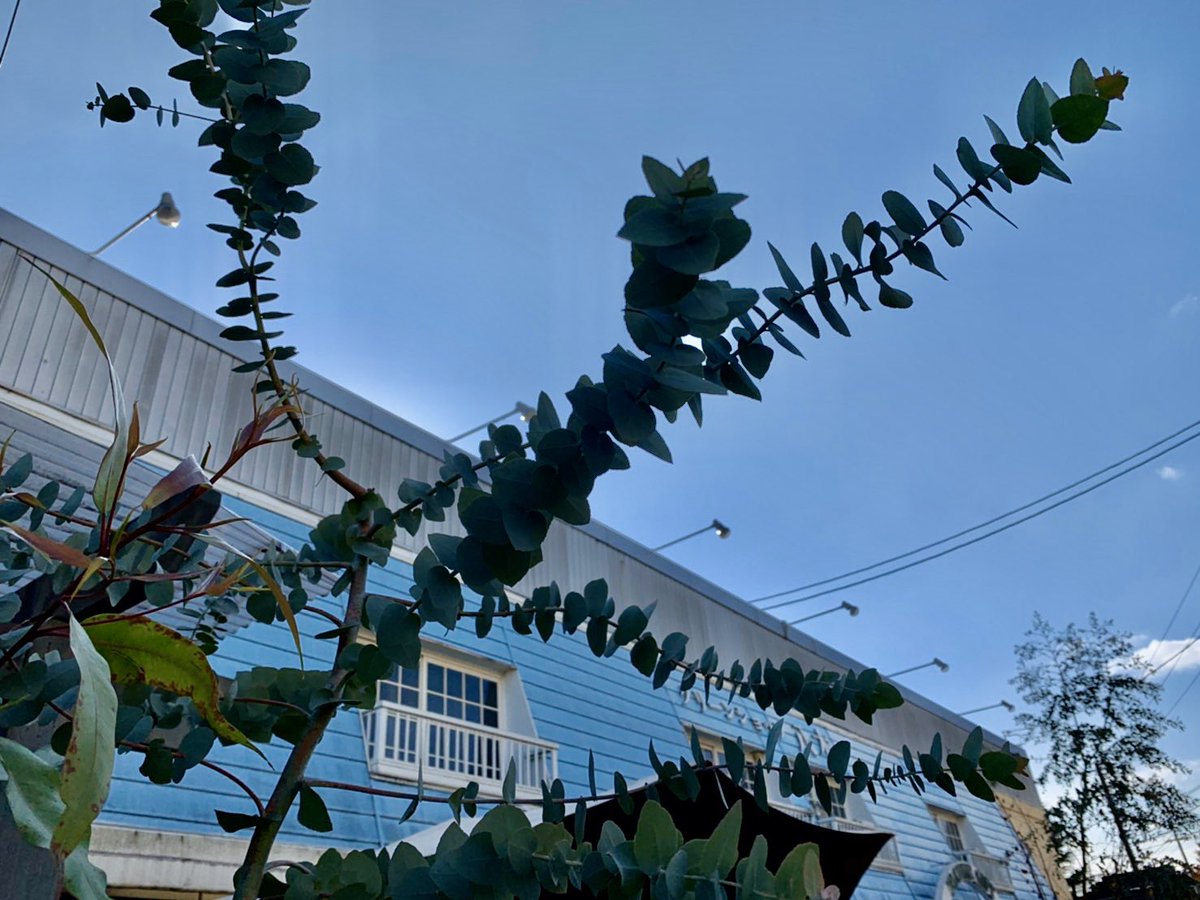 杉本清美 連れて帰ってね とユーカリちゃんが言うので 我が家に連れて帰りますー 笑 一目惚れ ユーカリの香り好き ユーカリ コアラか 寒さに強いよ 暑さにも強いよ