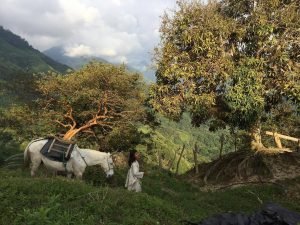 MirjamCSchouten's tweet photo. https://t.co/db798jwSjl please buy coffee my Kogi friends grow. The indigenous people of Colombia need your help. Kogi wild coffee is the purest coffee in the world, because Kogi pick the beans from plants that grow in the wild. No shipping costs if you order 1 kg with friends. https://t.co/kW4ZS0nIl7