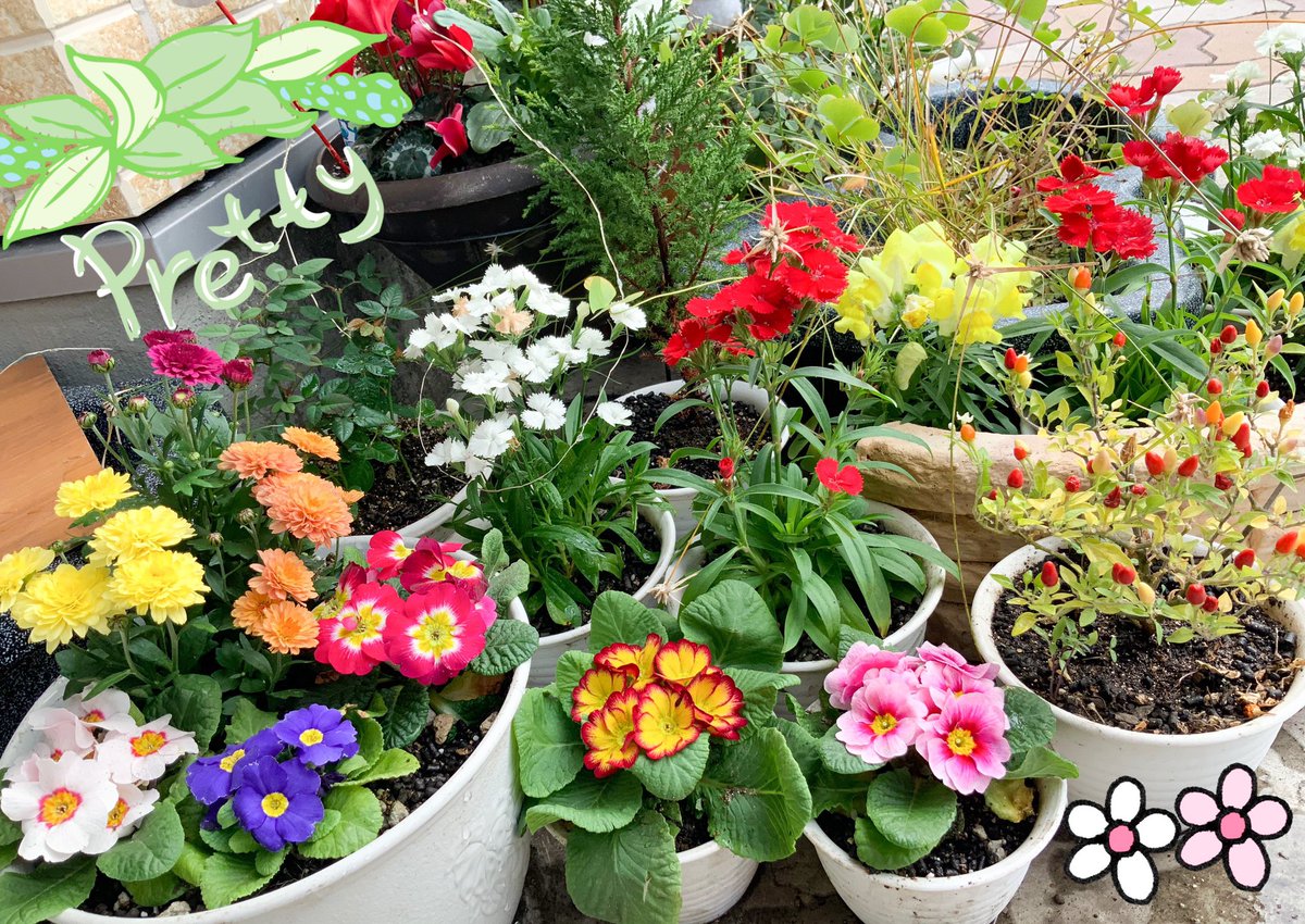 楓香まなみ 夏の花から秋冬の花に植え替えたー クリスマスイメージして 赤と白と黄の花メインで寄せ植え ビビットピンクのなでしこも カラフルなジュリアンもいい感じ ʓਡ まなみんファーム ナデシコ パンジー 金魚草 ジュリアン