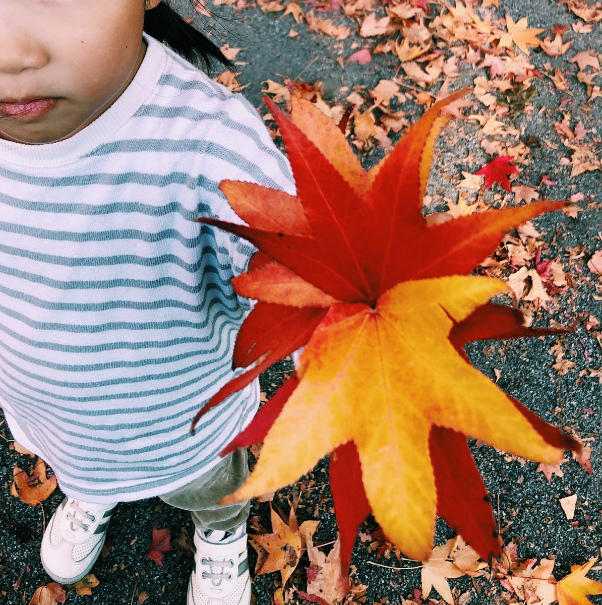 落ち葉のブーケ、(写真の)娘ちゃんの持ってるものより、もっとモリモリしてました。

葉っぱのグラデーションにうっとり。あぁ、きれいだったなぁー。

#今日の娘ちゃん日記 