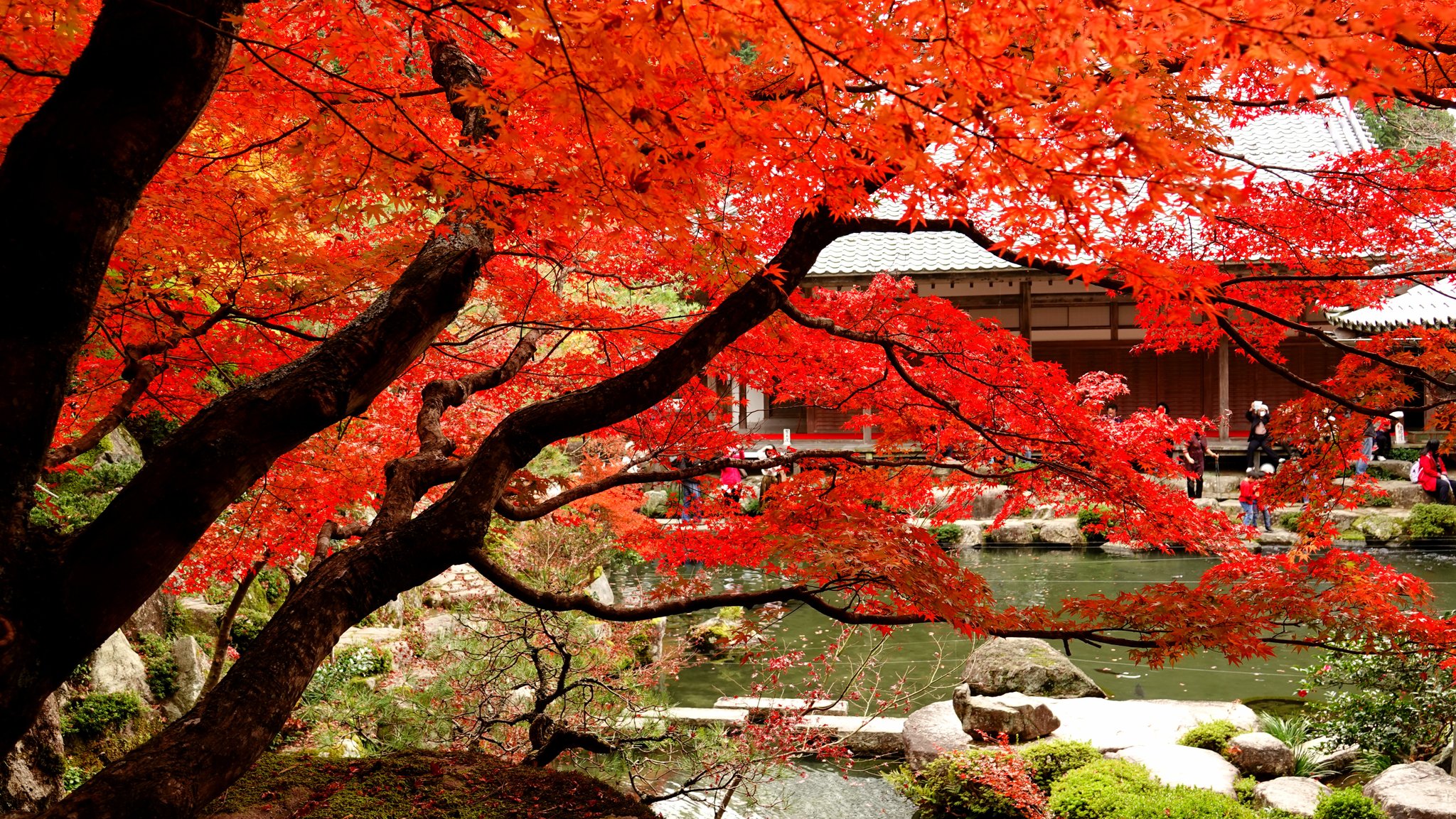 広瀬駿 気象予報士 Auf Twitter 19紅葉スケッチ 湖東三山 百済寺 初めて滋賀で紅葉狩り 日本の紅葉百選に選ばれた紅葉 は 大変見ごたえがありました 紅葉と鯉 紅葉と桜 ユニークな紅葉狩りも楽しめます 11月24日撮影 紅葉 百済寺 湖東三山