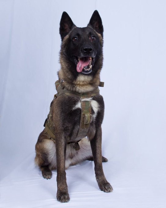 軍用犬 の評価や評判 感想など みんなの反応を1時間ごとにまとめて紹介 ついラン 軍用犬 の評価や評判 感想など みんなの反応を1時間ごとにまとめて紹介 ついラン