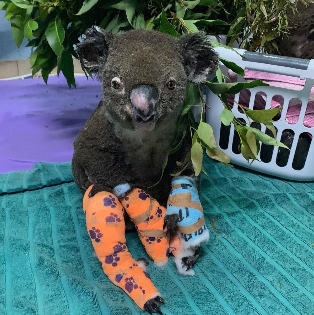 mrdanwalker's tweet image. I know there is a lot going on in the world but I’m gutted by the news that Lewis the koala - who was rescued from the Australian bush fires - has sadly died from the injuries he sustained 😭🐨