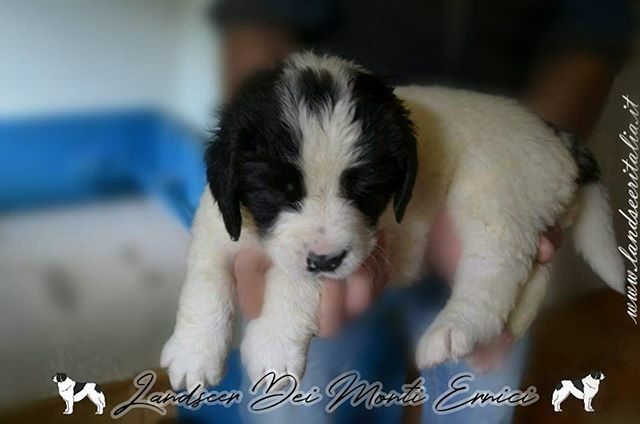 LErnici's tweet photo. 🐾🐕i am beautiful 😎🐾🐕
#landseerdog #landseer #blackandwhite #awesome_shots #dogs #instagood #instalife #instanature #petsgram #pets_of_instagram #photoofthedays #adorable #doggy #dogstagram #ilovemydog #instagramdogs #loveit #picpets #puppies #puppiesofinstagram #puppy #t… https://t.co/deVFUC451W