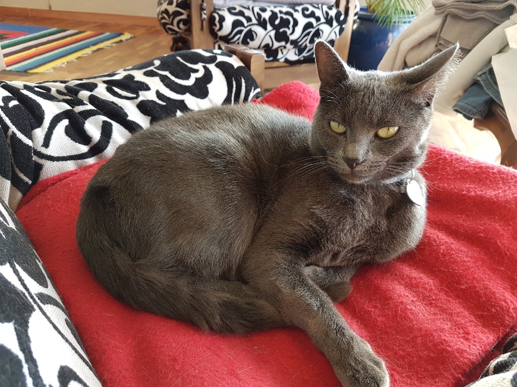 CampsBayWatch's tweet photo. MISSING: Roxy the Cat from Ronald Ave 🐱 - https://t.co/XwXw7WwXlb https://t.co/TiPoAm3fnf