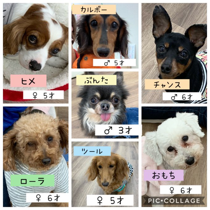 保護 犬 カフェ 寺田 町 八王子市内のアニマルカフェ3選 1 動物と癒しのもふもふ体験 保護 犬 カフェ 寺田 町 八王子市内のアニマルカフェ3選 1 動物と癒しのもふもふ体験