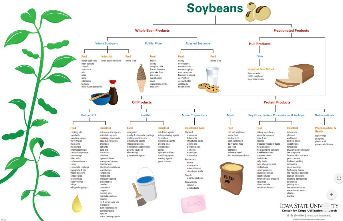 Syngenta's tweet photo. DYK #Soybeans can be used to make soap? Discover more about their various uses via #infographic from @IowaStateU https://t.co/ipBuWPOS7t