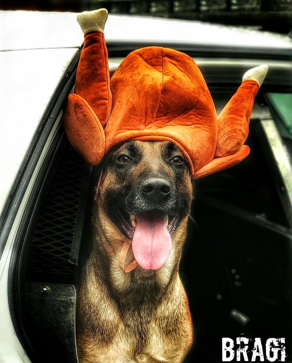 k9sofvalor tweet picture