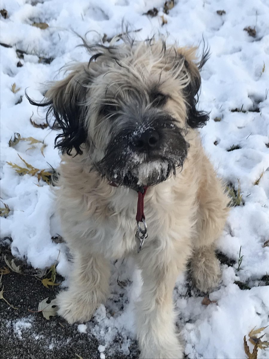 woof irl tweet media