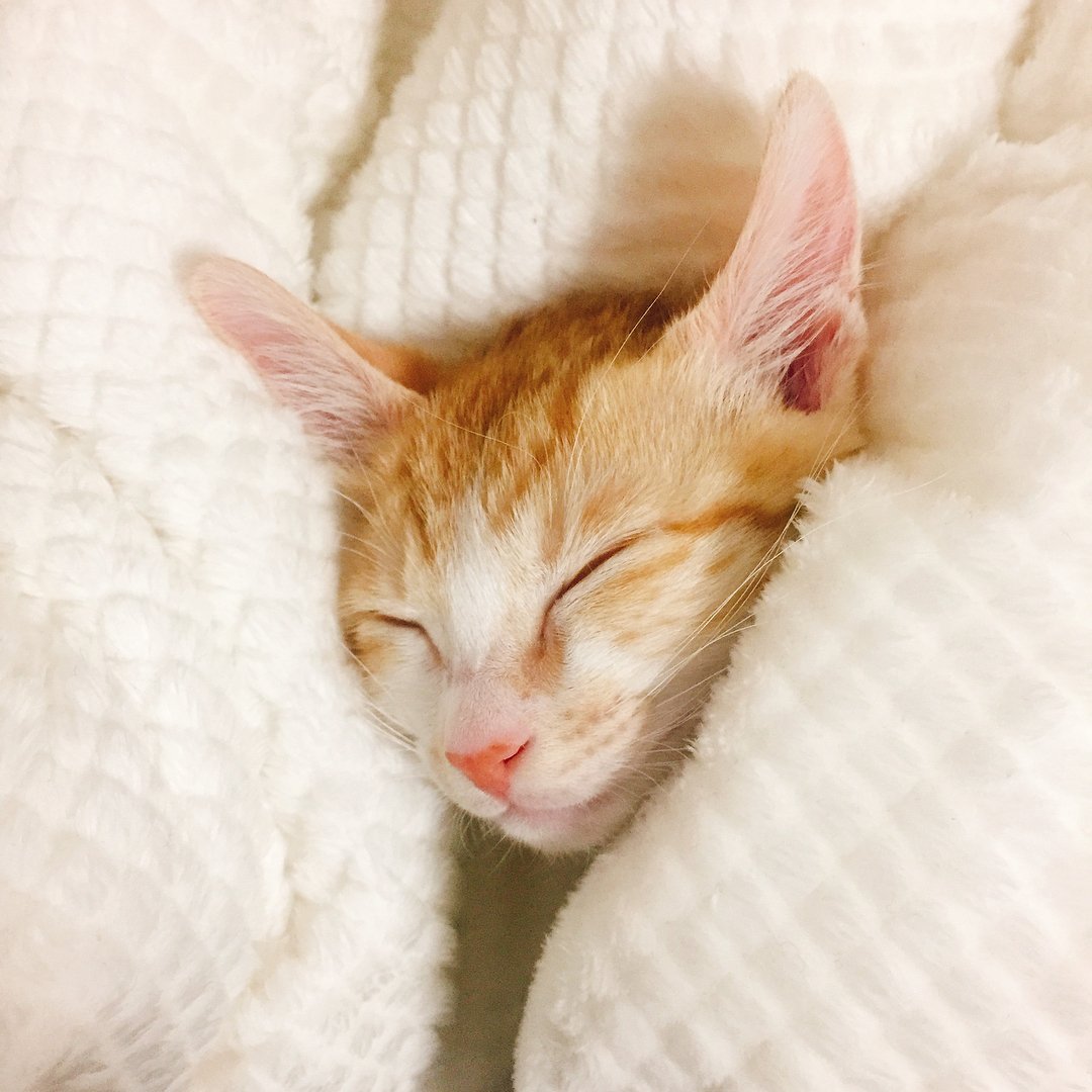 완벽한 치즈와 핑크빛 주둥이. 첫째는 사실 진짜 얼굴에 반했어...