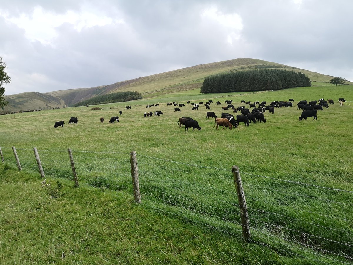 RhidianGlyn's tweet photo. A world of difference between the meat production depicted on #MeatAThreatToOurPlanet and the majority of animal agriculture in the UK! @BBC @NFUtweets https://t.co/GMwI4RUPwc